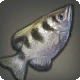射手魚